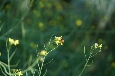 Güzel botanik fotoğrafı, doğal duvar kağıdı.