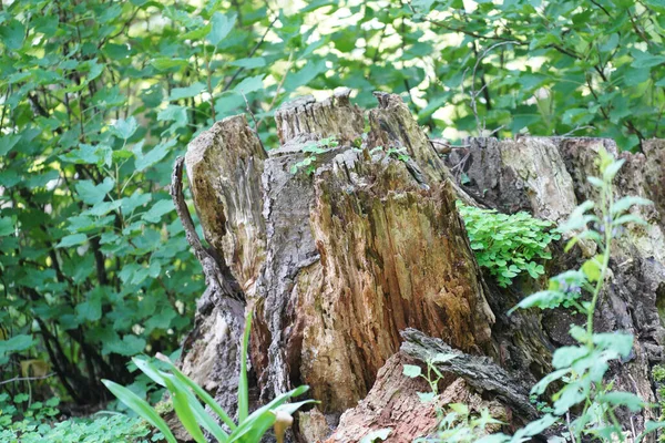 Grünes Moos Auf Dem Baum — Stockfoto