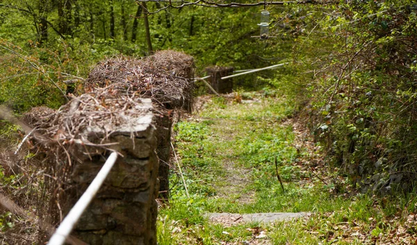 Old Wood Path Forest — Stok fotoğraf