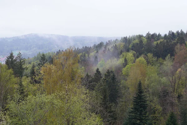 Foresta Autunnale Montagna Con Nebbia — Foto Stock