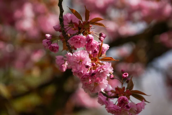 Spring Blossom Tree Branch Sakura Blossoms — Fotografia de Stock