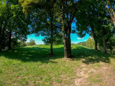 Ağacı ve yeşil otları olan güzel bir manzara.