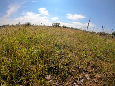 Çimen tarlası ve mavi gökyüzü olan güzel bir manzara.