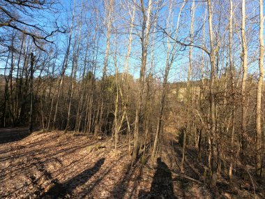 Ağaçlarla ve mavi gökyüzüyle güzel orman manzarası