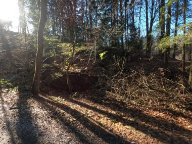 Ağaçlar ve ormanlarla dolu güzel bir manzara.