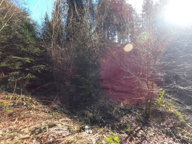 Ormanın güzel manzarası