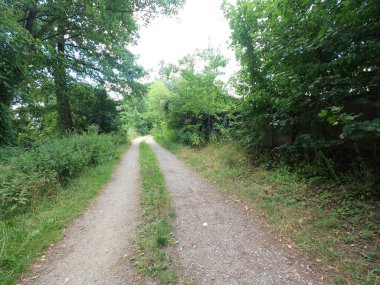 Ormanda yol