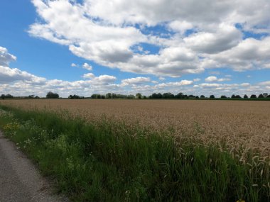 Buğday tarlası olan güzel bir manzara.