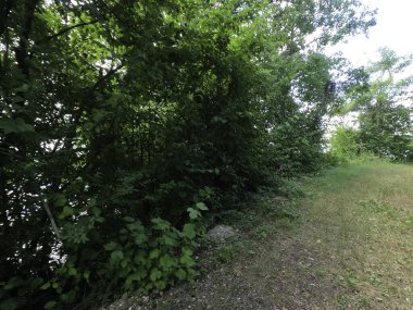 Ormanda yeşil ağaçlar