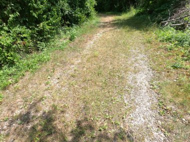 Parktaki yeşil orman