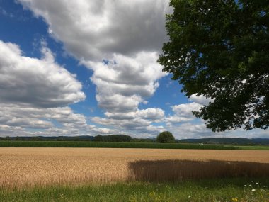 Buğday tarlası ve mavi gökyüzü olan güzel bir manzara.