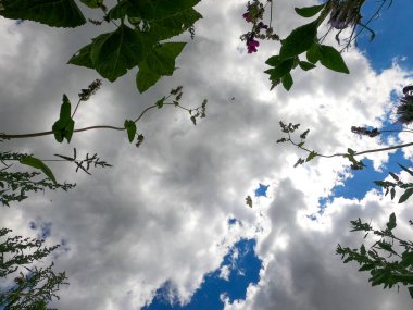 Ormanın güzel manzarası