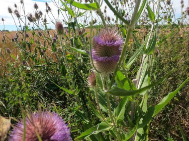 Bahçede büyüyen güzel çiçekler