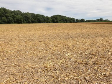 Kırsalda buğday tarlası