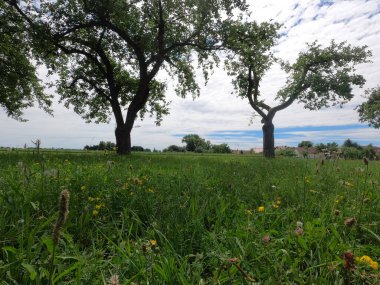 Ağaçlı ve ağaçlı güzel bir manzara.