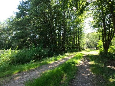 Ormanda patikası olan güzel bir manzara.