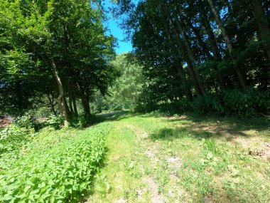 Parktaki yeşil orman