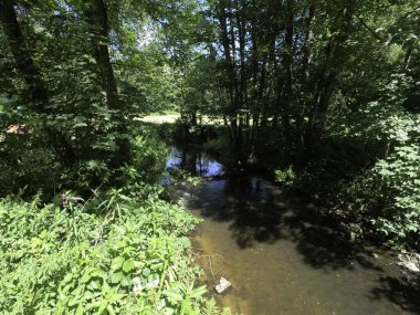 Ormandaki nehrin güzel manzarası