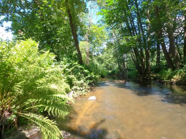 Ormandaki nehrin güzel manzarası