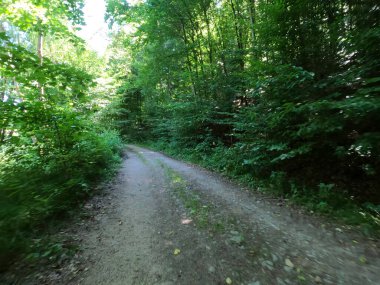 Ormandaki yeşil orman yolu.