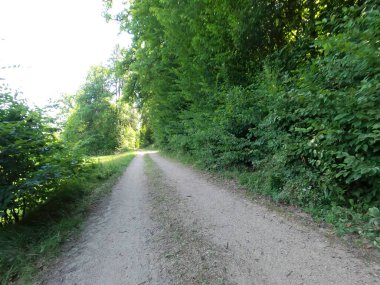 Ormanda yol