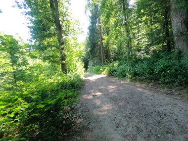 Ormandaki yeşil orman