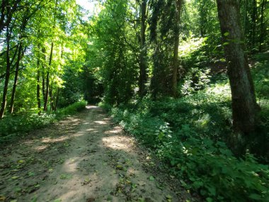 Ormandaki yeşil orman