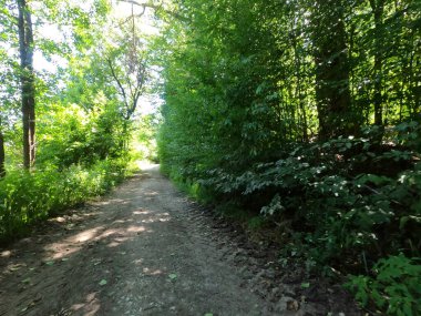 Parktaki yeşil orman