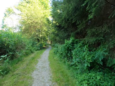 Parktaki yeşil orman