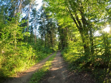Ormanda patikası olan güzel bir manzara.