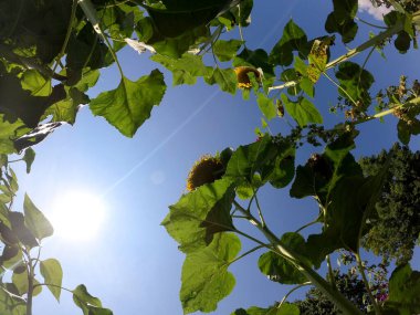 Bahçede yeşil yapraklar