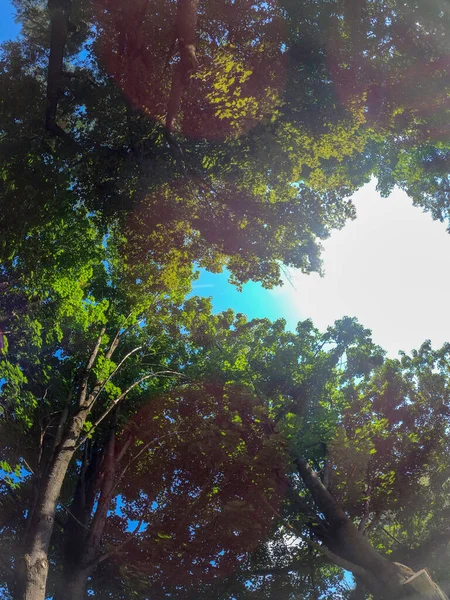 Зелені Дерева Лісі — стокове фото