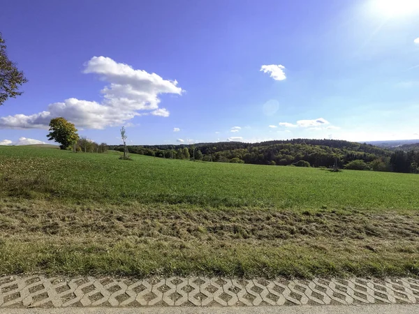 beautiful landscape with a tree and a field of trees