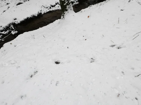 Alberi Innevati Nella Foresta — Foto Stock