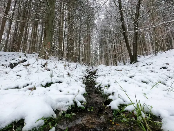 Прекрасний Зимовий Ліс Сніговими Деревами — стокове фото