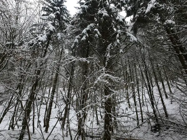 Vinterskog Med Snö — Stockfoto