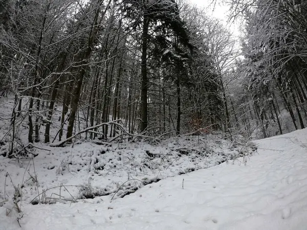 Forêt Hiver Dans Neige — Photo