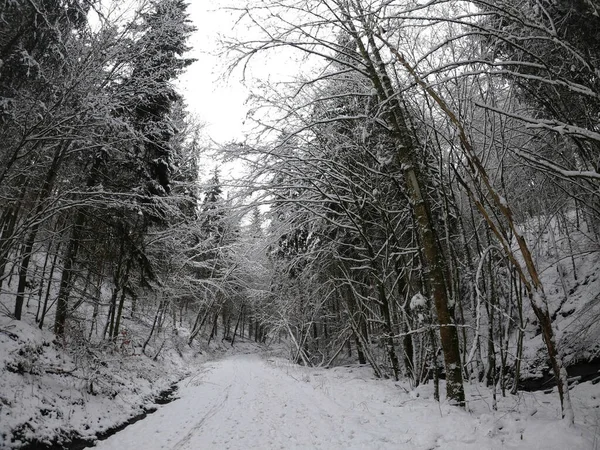 Winterlandschaft Mit Schneebedeckten Bäumen — Stockfoto