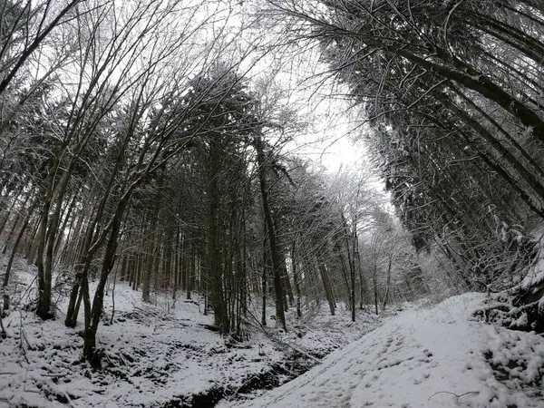 Зимовий Ліс Снігу — стокове фото