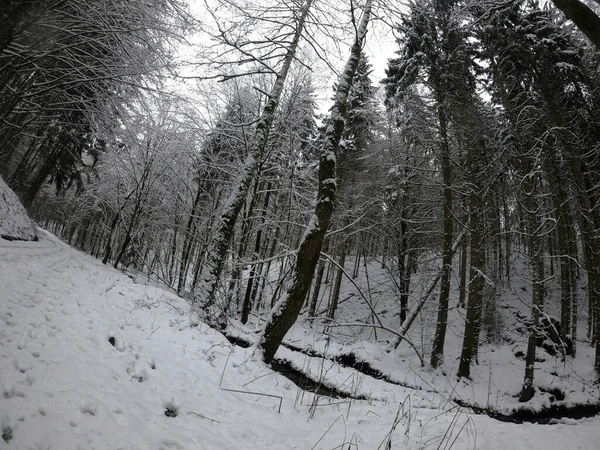 Zimní Les Sněhu — Stock fotografie