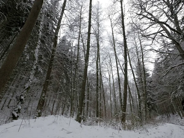 Winter Forest Snow — Stock Photo, Image