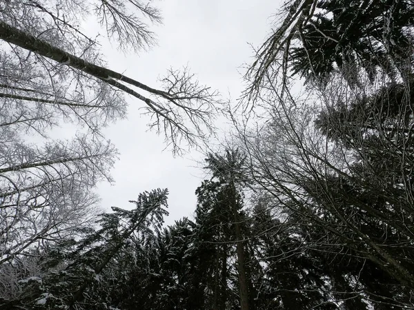 Black White Photo Tree Forest — Stock Photo, Image