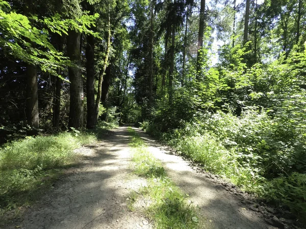 Camino Través Del Bosque Bosque —  Fotos de Stock