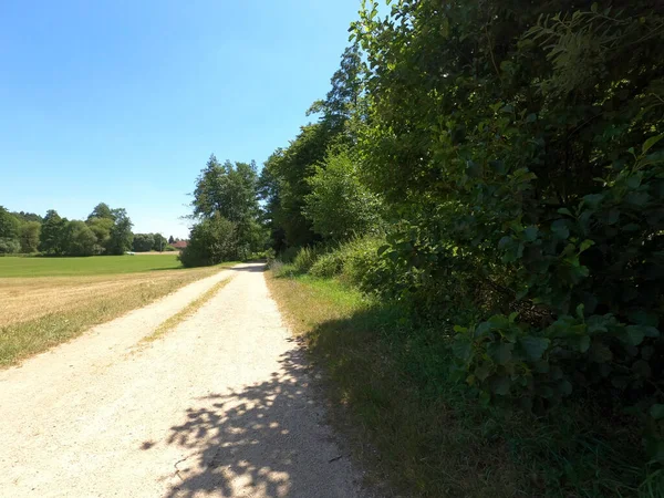 Bir yolu ve büyük bir ağacı olan güzel bir manzara.