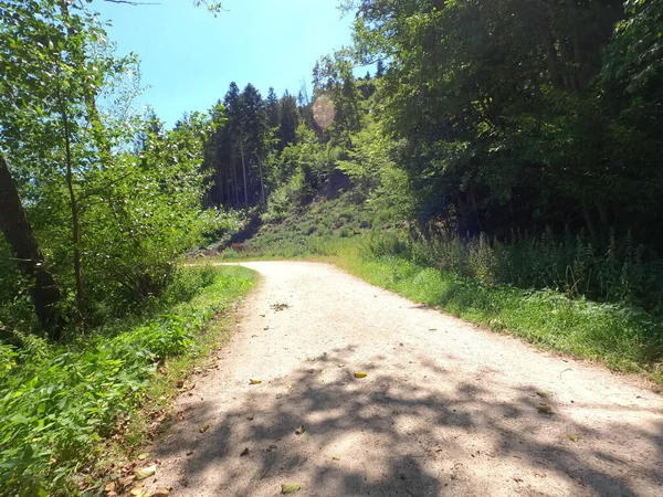 Route Dans Forêt — Photo