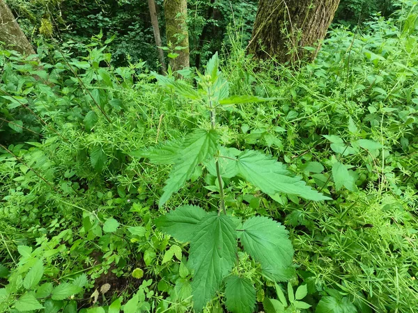 Green Leaves Plant Garden — Stock Photo, Image