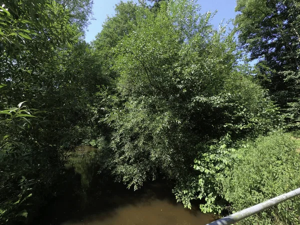 Árboles Verdes Bosque — Foto de Stock