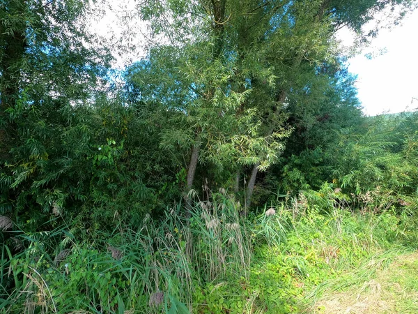 Groen Gras Het Bos — Stockfoto