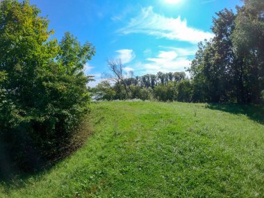 Yazın ağaçlı yeşil tarla