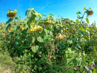 bir ağaç üzerinde olgun sarı çiçekler